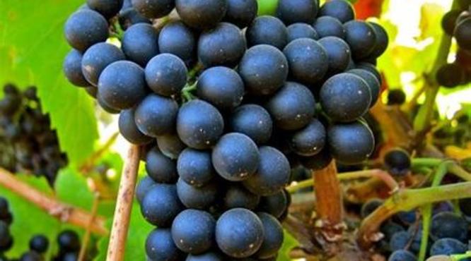 什么品种的葡萄廿葡萄酒,葡萄酒用什么品种葡萄