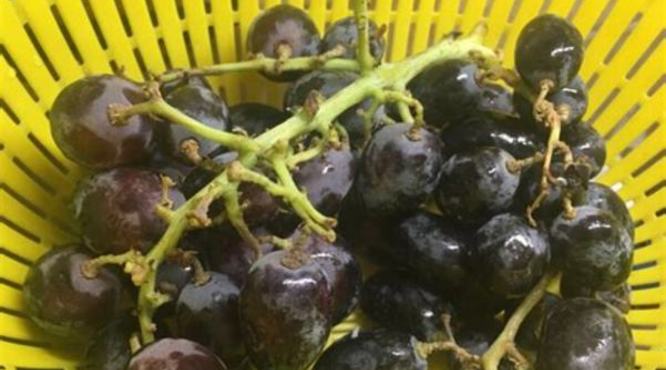 在家种的葡萄又酸又涩,什么样的葡萄在家好种