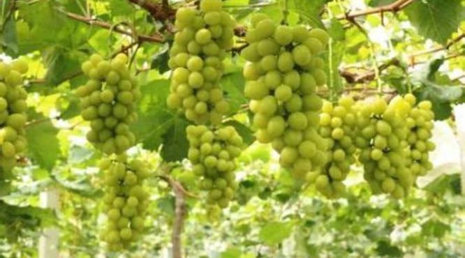 [推荐]适合葡萄栽种的纬度,多少纬度适合葡萄生产