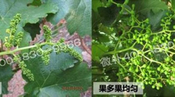 [资料]晚红葡萄优质栽培技巧,晚红葡萄怎么管理