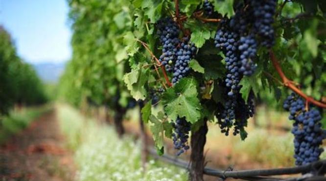 5大红葡萄品种有哪些典型风味,澳洲红葡萄酒之魂指什么葡萄品种