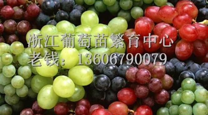 这8种葡萄可以尝尝,野生葡萄有哪些品种图片大全