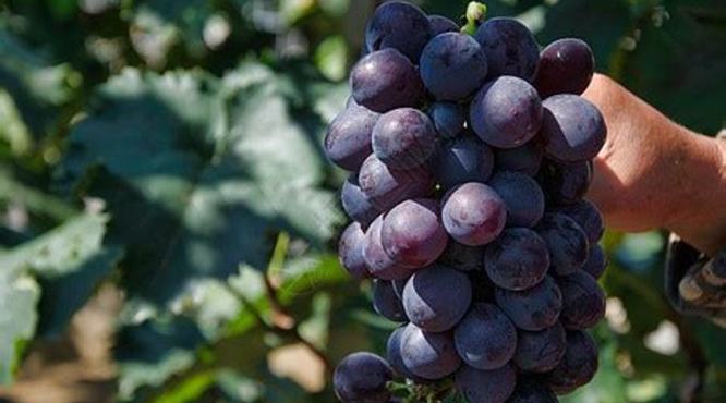 葡萄夏天怎么保存,新鲜葡萄怎么保存