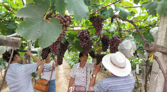 杨凌葡萄酒(杨凌葡萄酒)