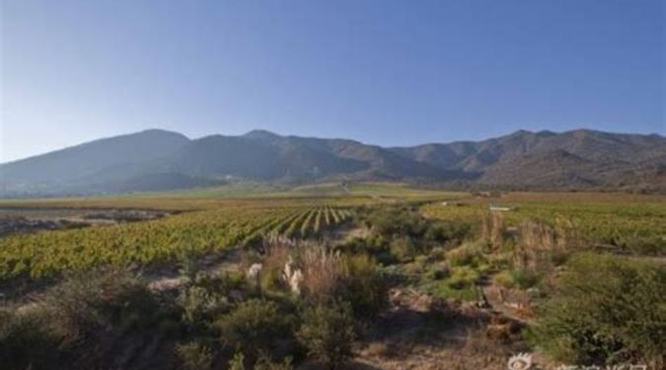 佳美娜2005年怎么样,智利最顶级的葡萄酒18罗汉