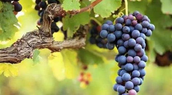 南非特有的葡萄品种是什么,怎样鉴别葡萄酒的好坏