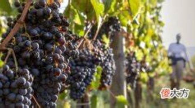 法国进口葡萄酒葡萄品种有哪些,卢瓦尔河流域产区的葡萄品种