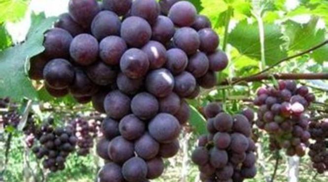 小品种的葡萄有哪些品种,不需膨大的葡萄品种有哪些