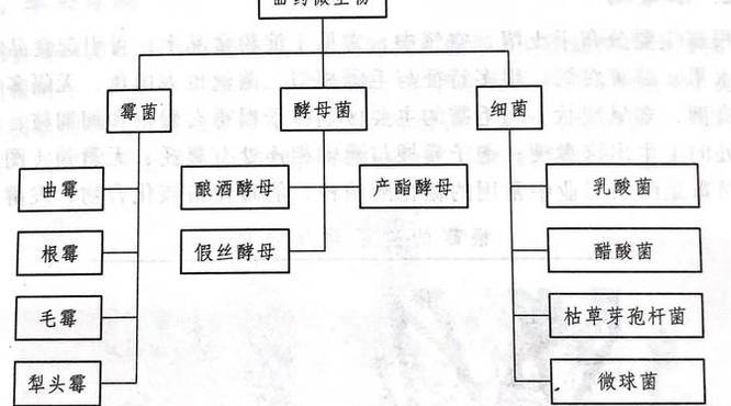 白酒与微生物(白酒与微生物的关系)