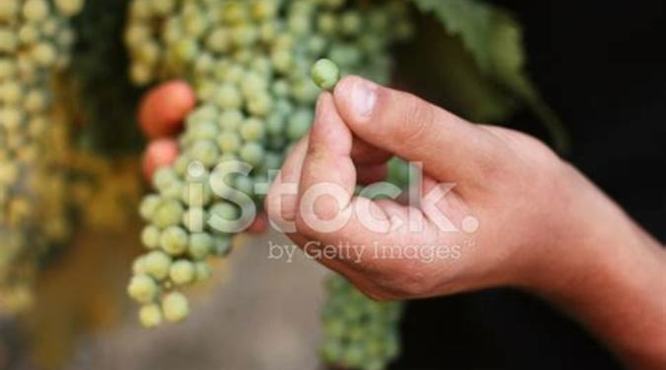 如何选择酿酒葡萄,酿酒葡萄怎么种植